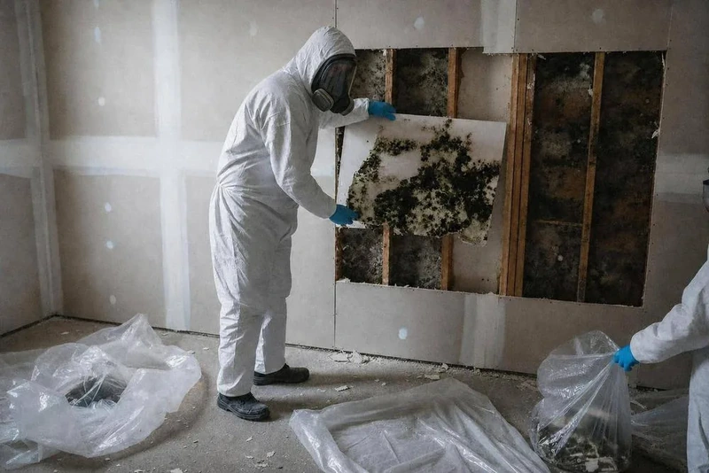 Black Mold Removal in Brooklyn, NY